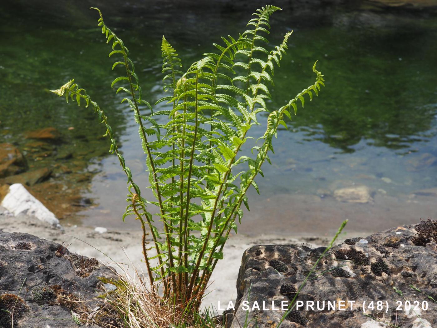 Fern, Lady plant